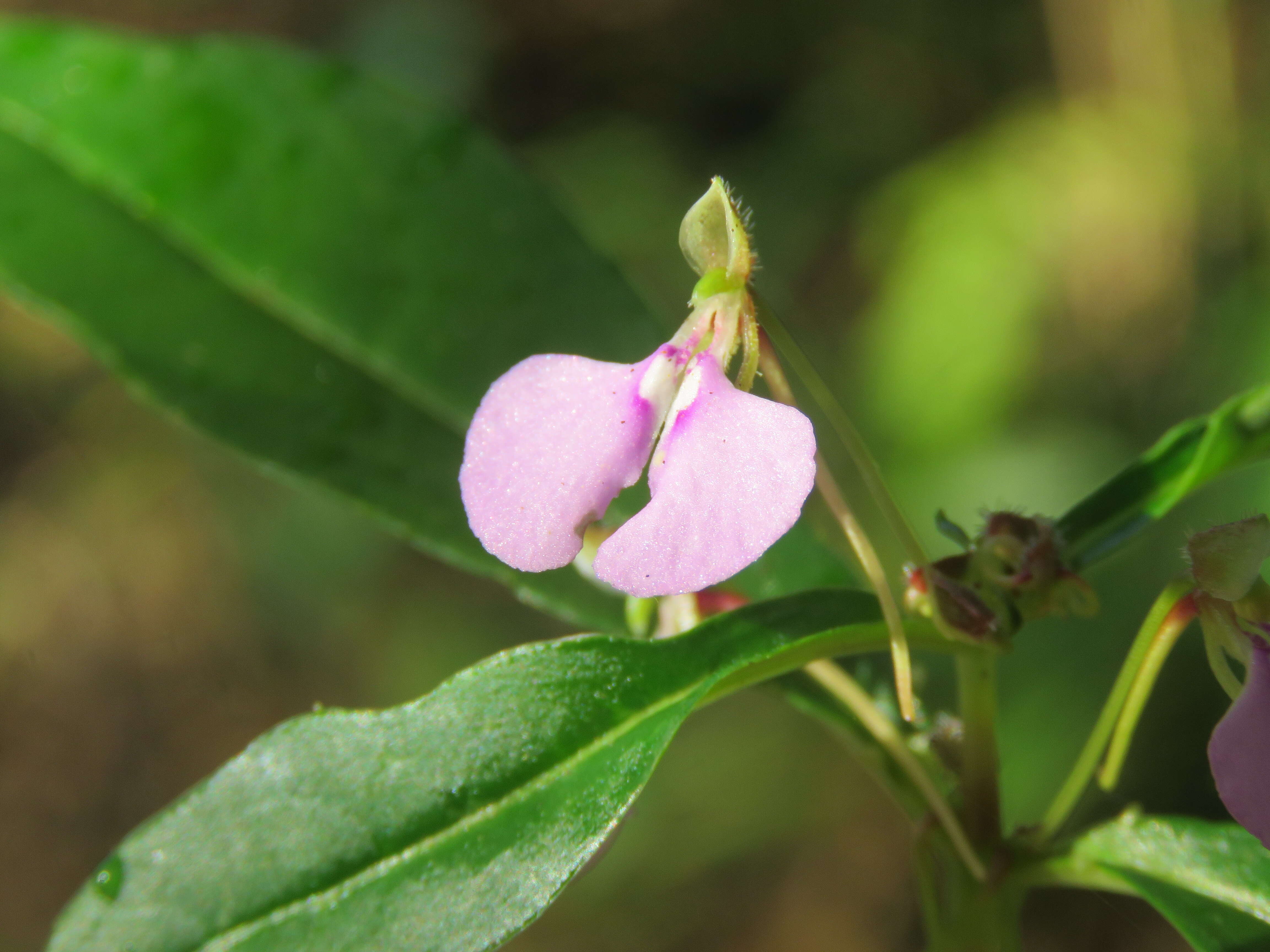 Image of Impatiens minor (DC.) S. S. R. Bennet