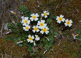 Imagem de Leavenworthia alabamica Rollins