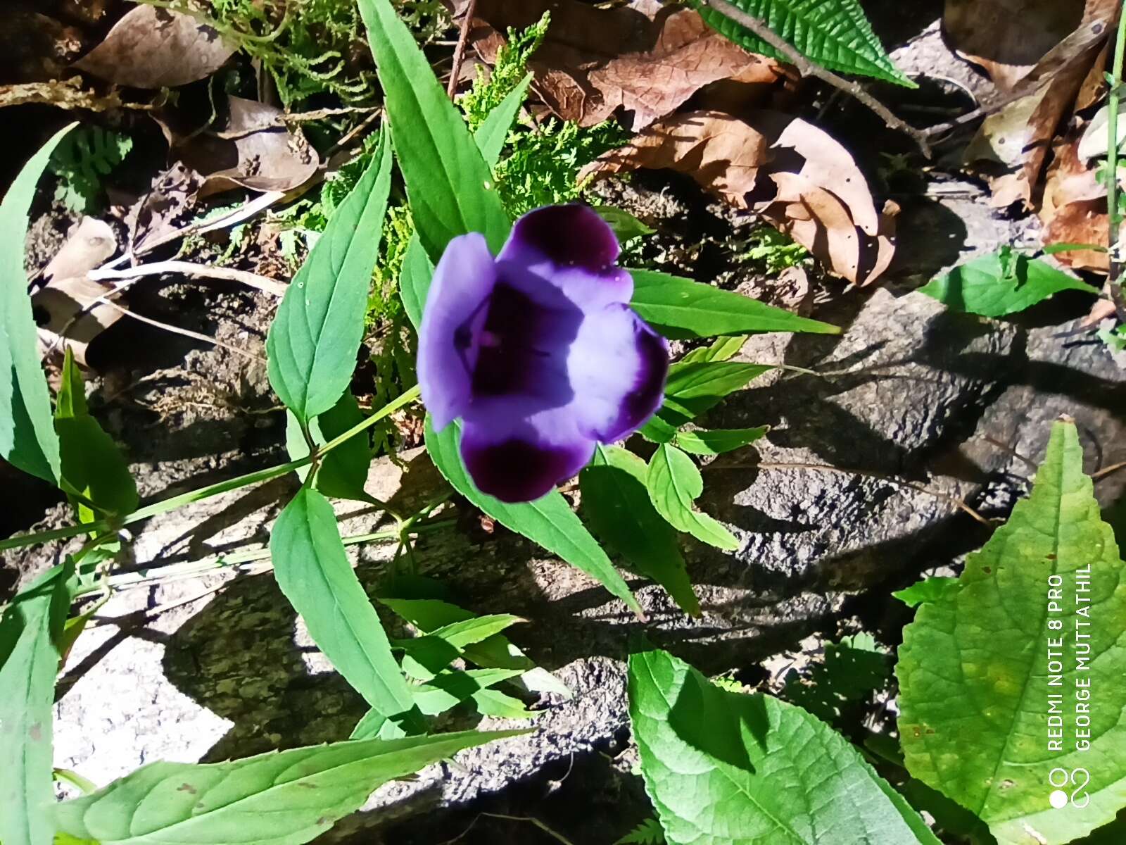 صورة Torenia travancorica Gamble