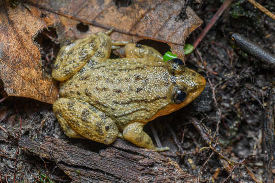 Image of Limnonectes isanensis McLeod, Kelly & Barley 2012