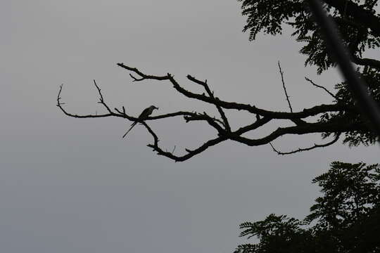 Image of Scissor-tailed Flycatcher