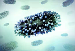 Image de Human respiratory syncytial virus