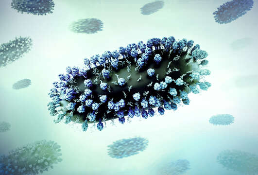 Image of Human respiratory syncytial virus