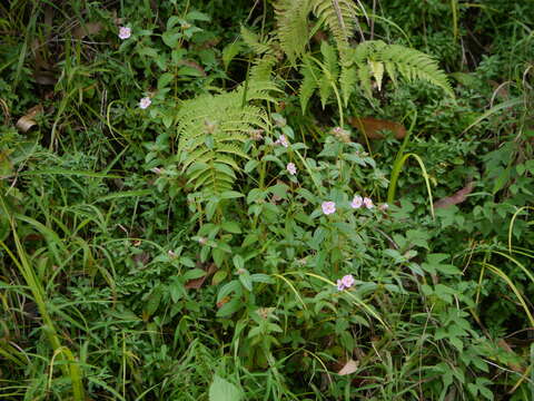 Image of Osbeckia octandra (L.) DC.