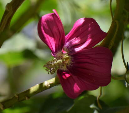 Imagem de Malva assurgentiflora (Kellogg) M. F. Ray