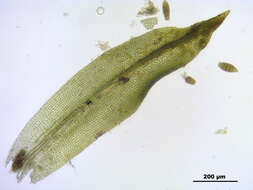 Image of zygodon moss