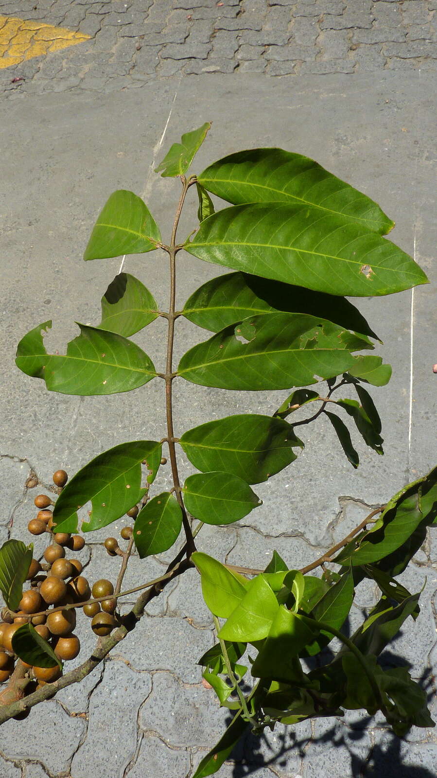 Image of American muskwood