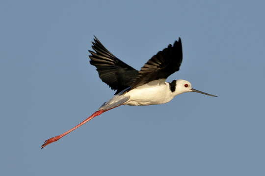 Image of Pied Stilt