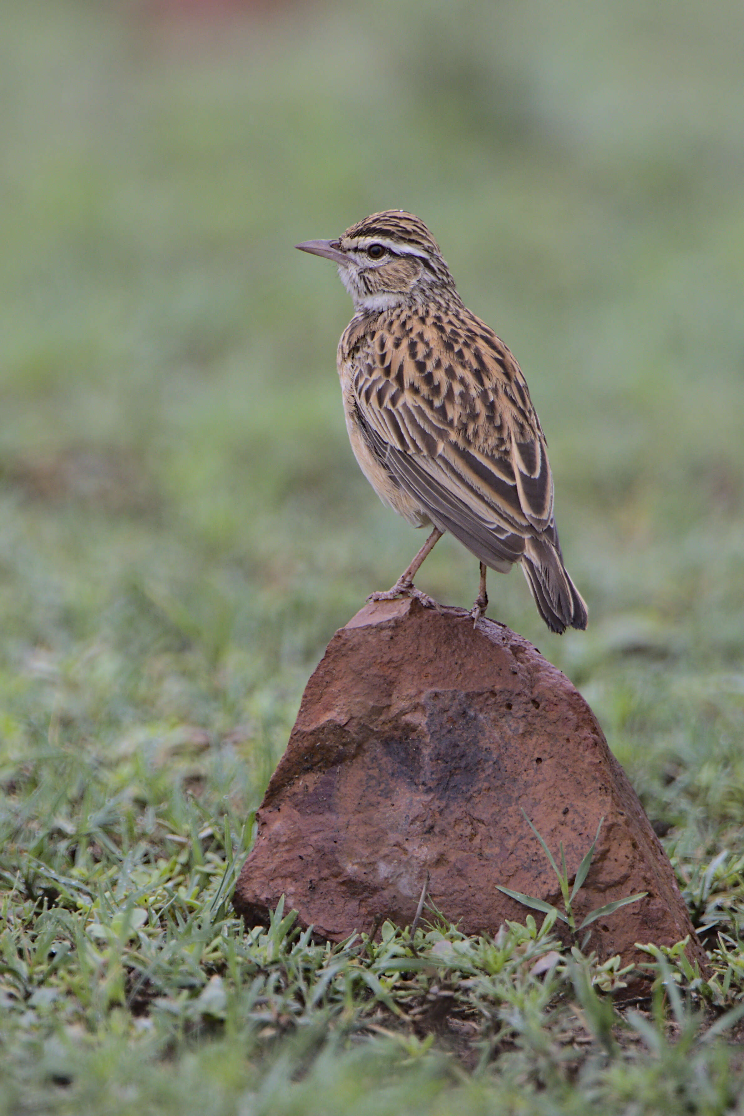 Image of Sabota Lark