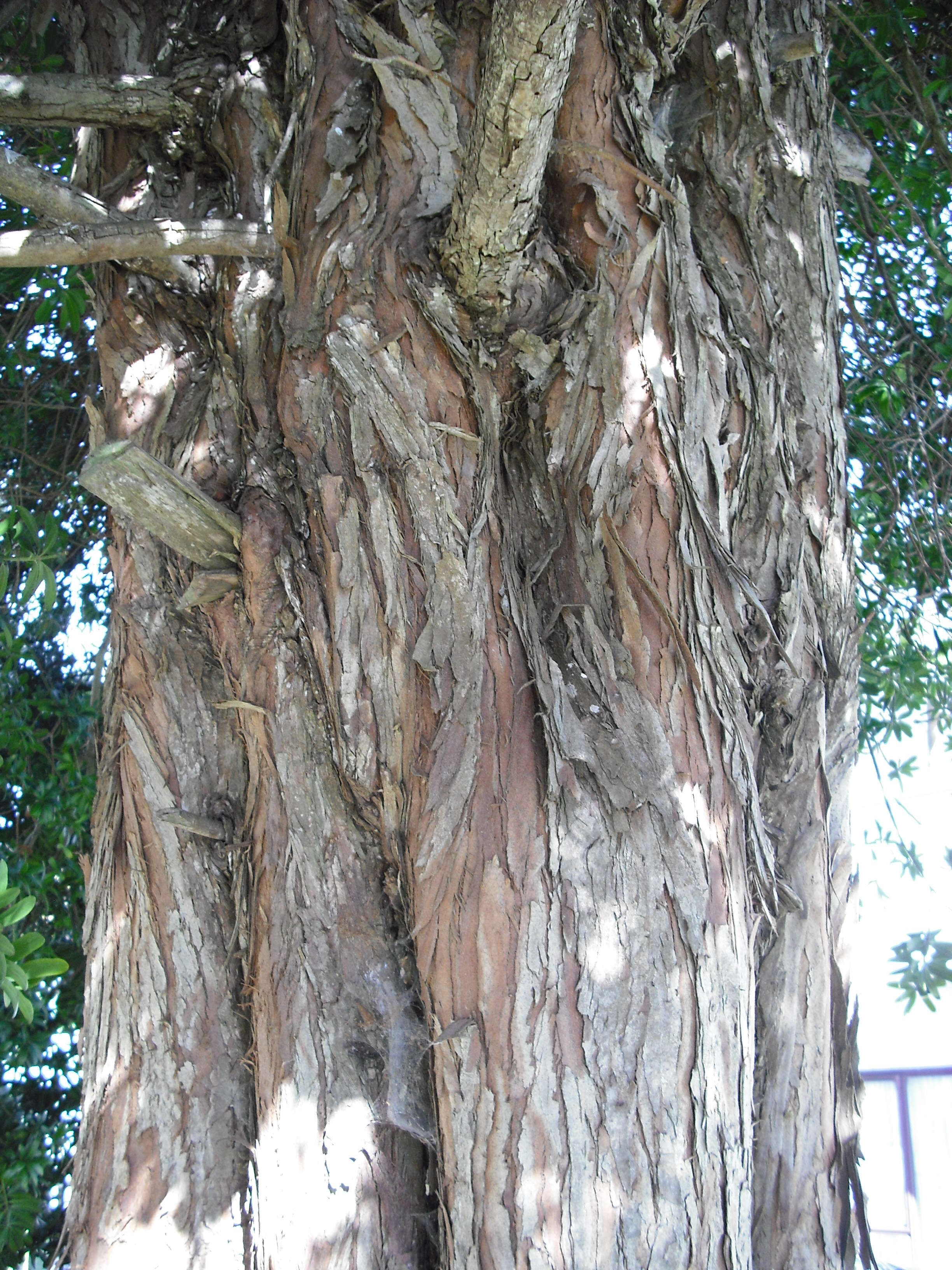 Image of Broad-leaved Yellowwood