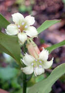 Image of Shrubby honeysuckle