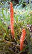 Image of Cordyceps militaris (L.) Fr. 1818