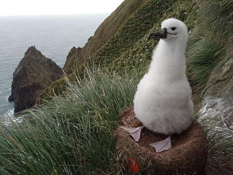 Image of Indian Yellow-nosed Albatross