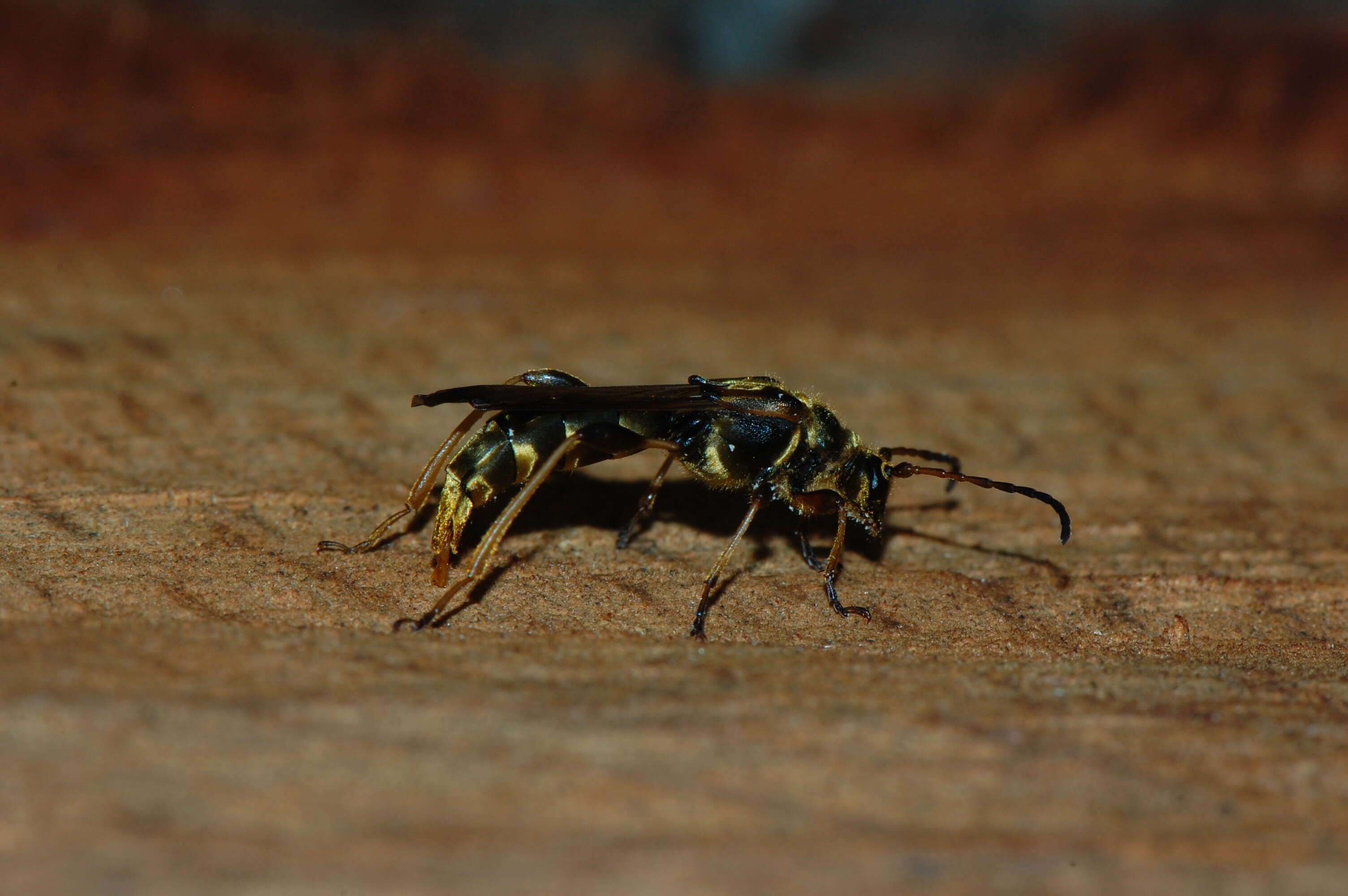 Plancia ëd Necydalis cavipennis Le Conte 1873