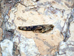 Слика од Caloptilia falconipennella (Hübner 1813)