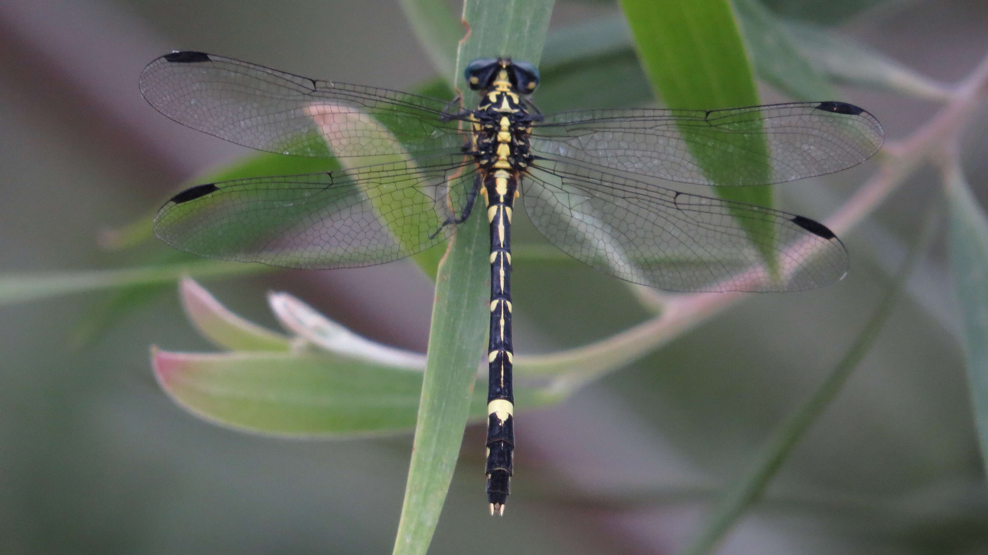 Imagem de Austrogomphus amphiclitus (Selys 1873)