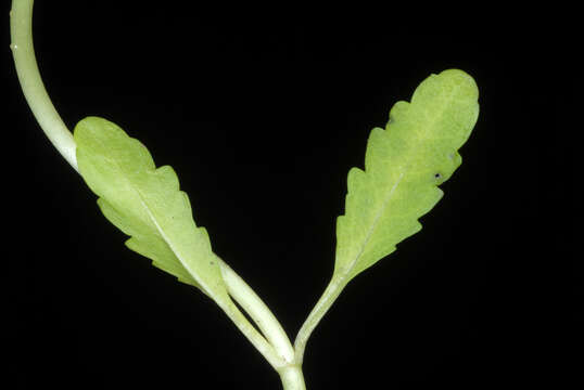 Image of american speedwell