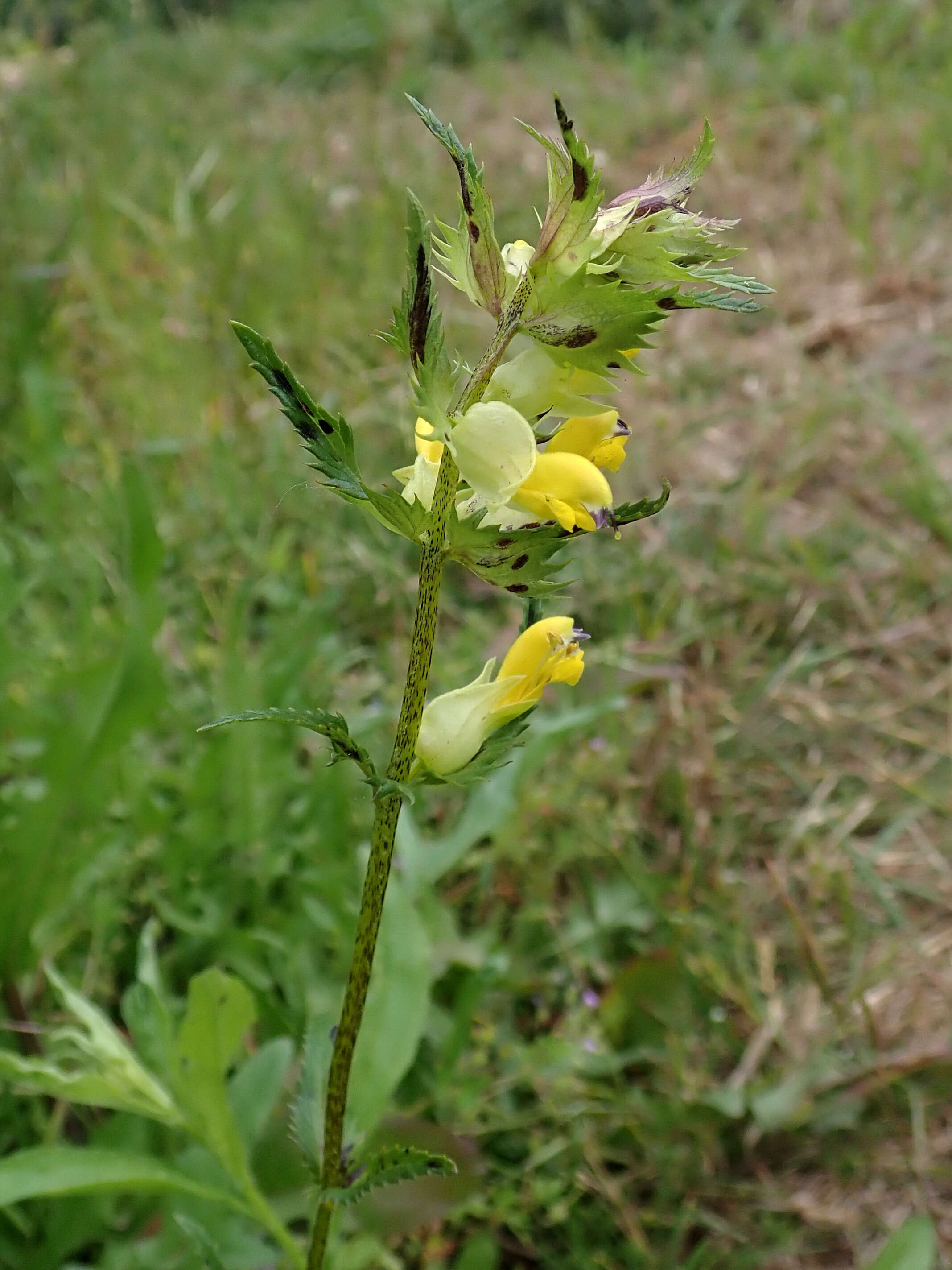 Image of late-flowering yellow rattle