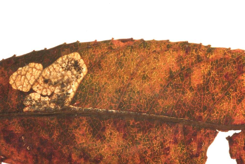 Image of Stigmella obliquella (Heinemann 1862) Vári 1944