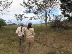 Plancia ëd Leucaena diversifolia (Schltdl.) Benth.