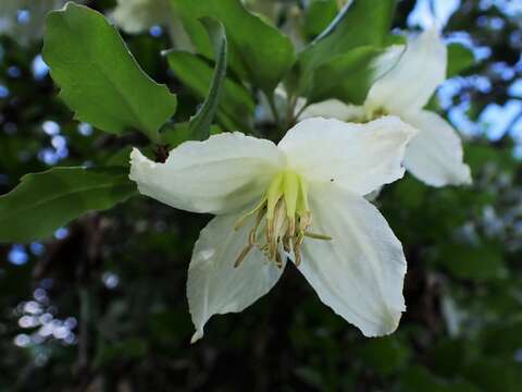 Imagem de Clematis cirrhosa L.