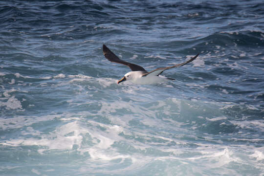 Image de Albatros de Carter