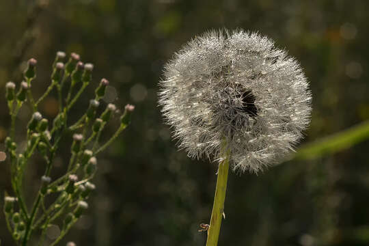 Image of Common Dandelion