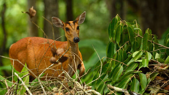 Image of Barking Deer