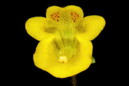 Imagem de Hemimeris sabulosa L. fil.