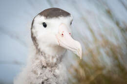 Image of Amsterdam Albatross