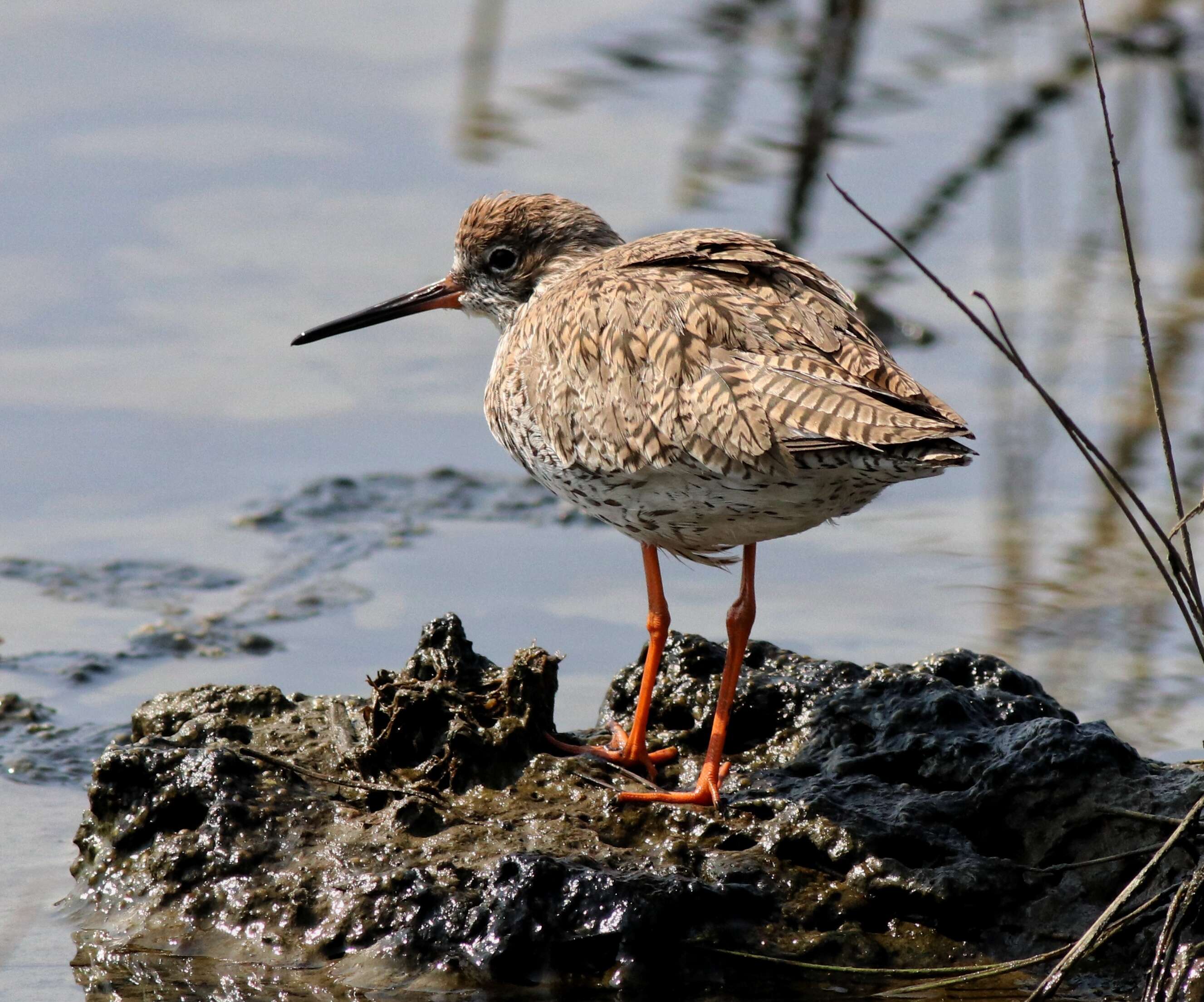 Image of Spotted Redshank