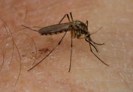 Aedes sticticus (Meigen 1835) resmi