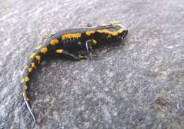 Image of Common Fire Salamander