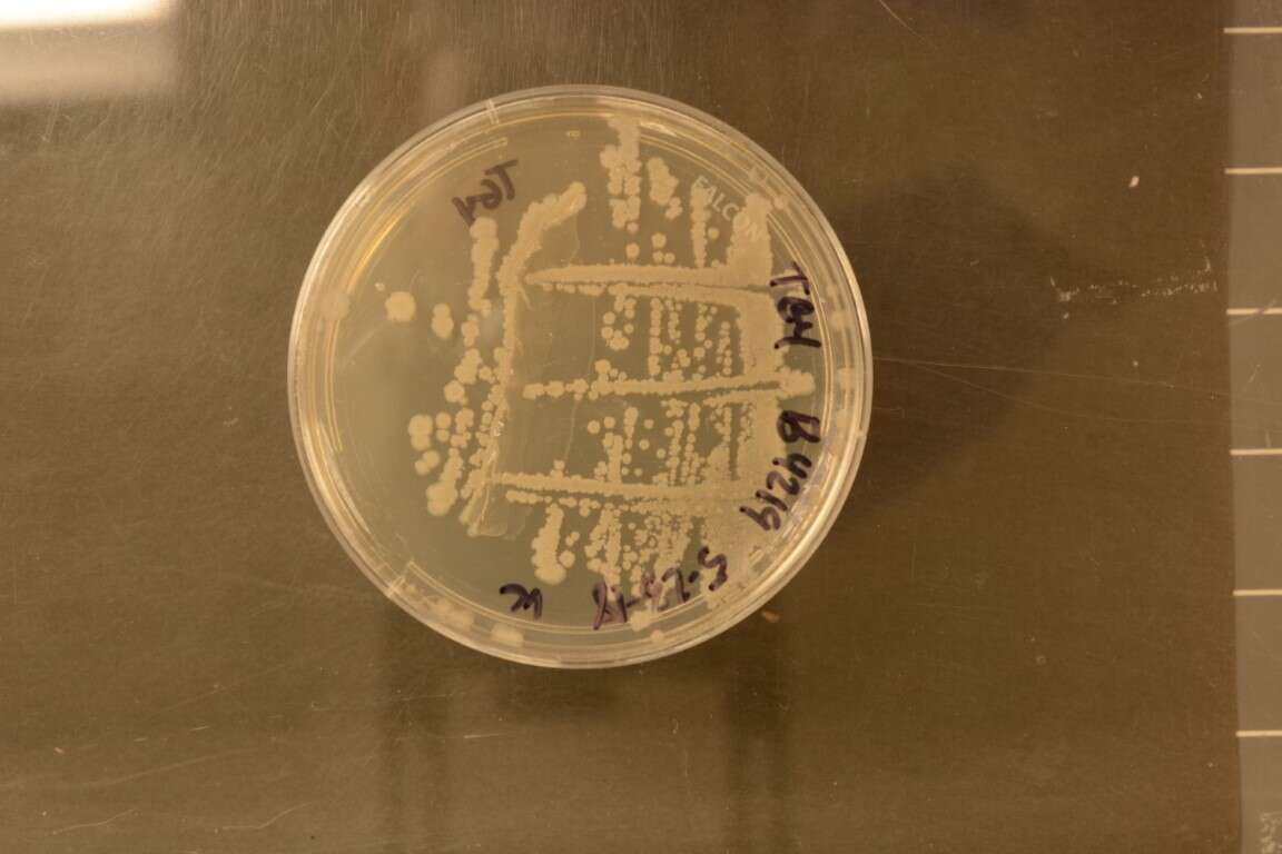 Bacillus subtilis resmi