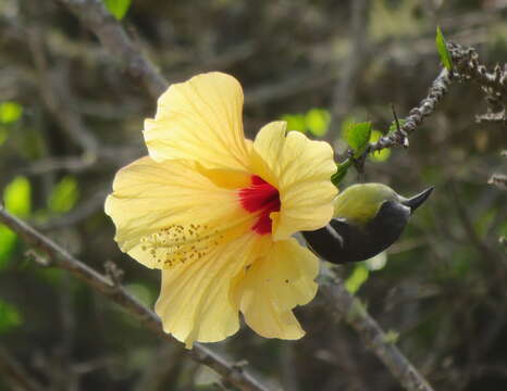 Image of rosemallow