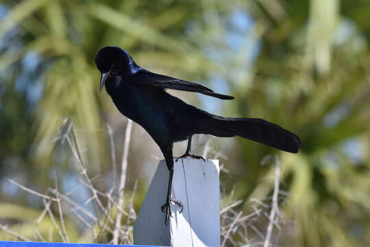 Image of Boat-tailed Grackle