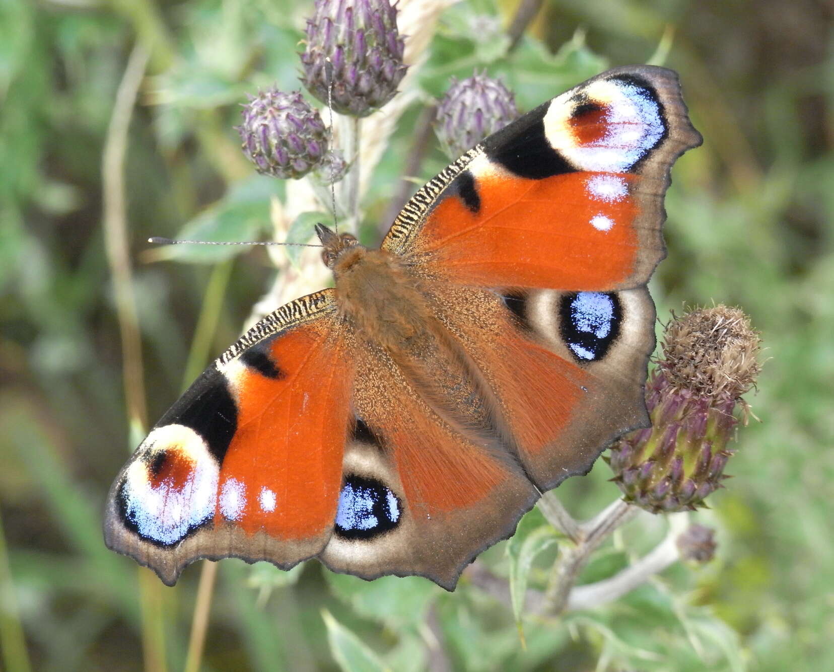 Image of Aglais io