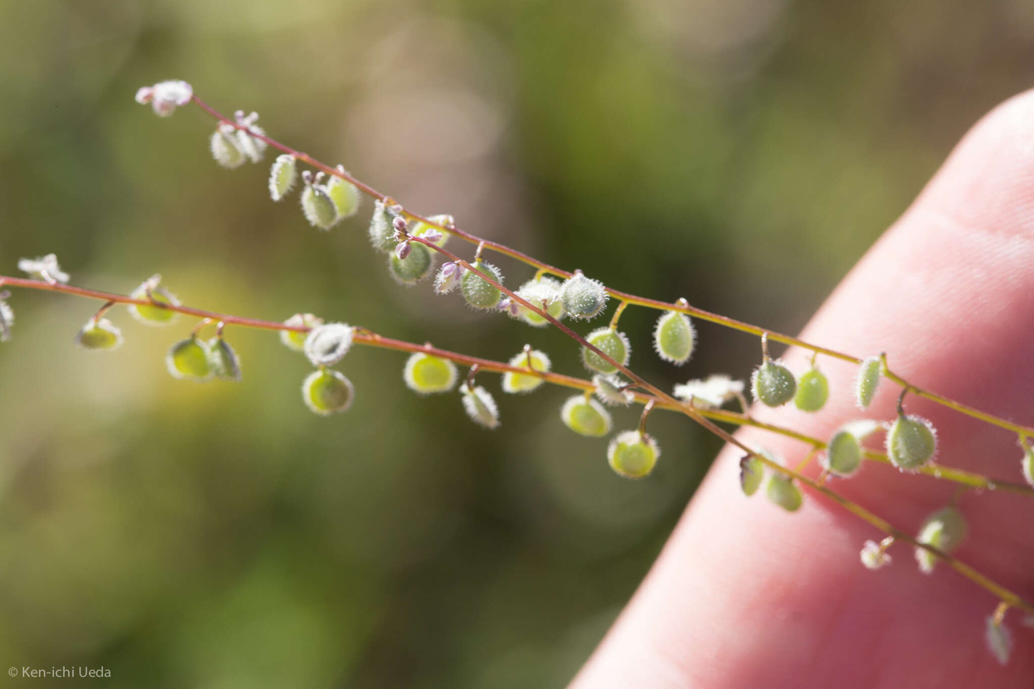 Image of sandweed