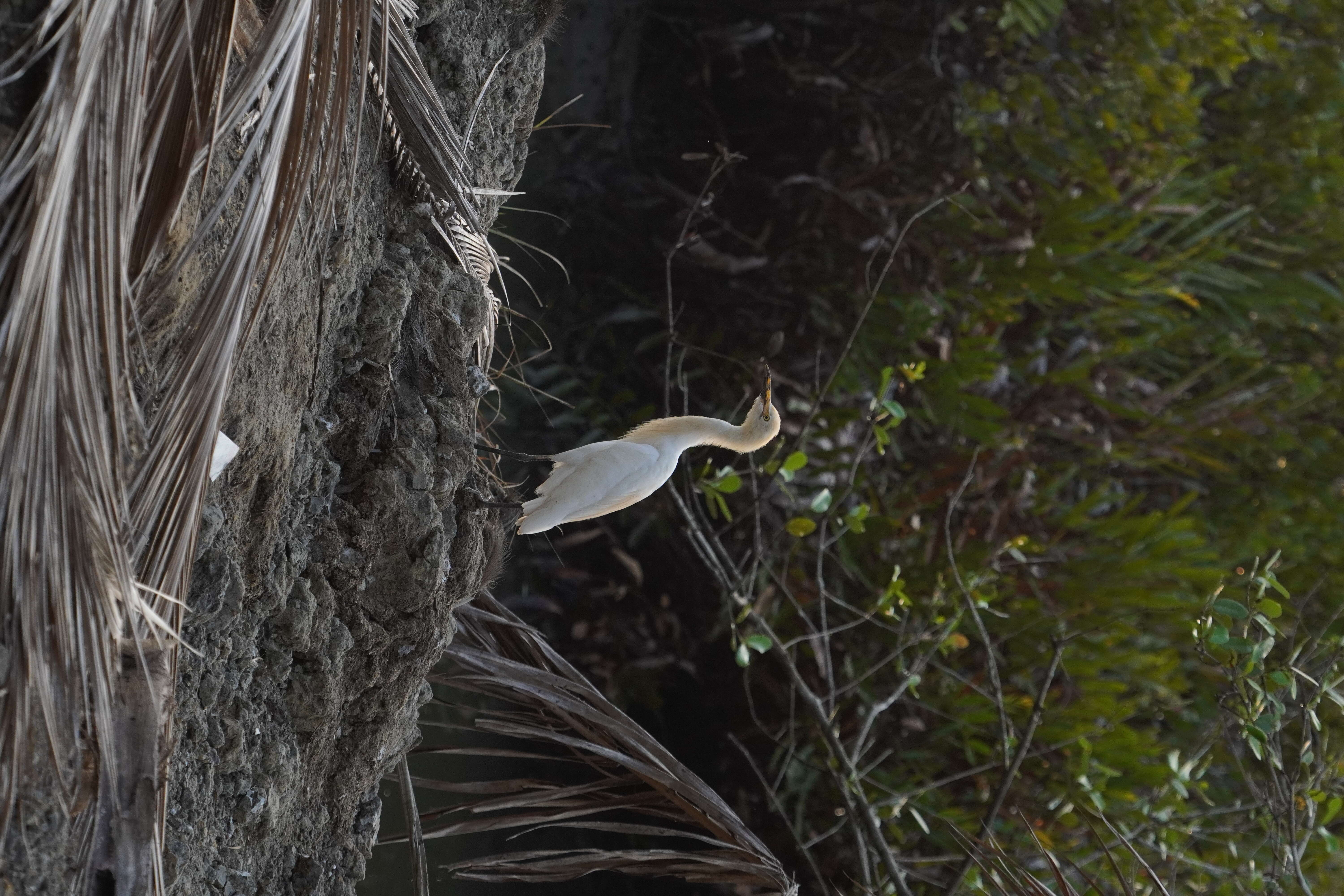 Bubulcus coromandus (Boddaert 1783) resmi