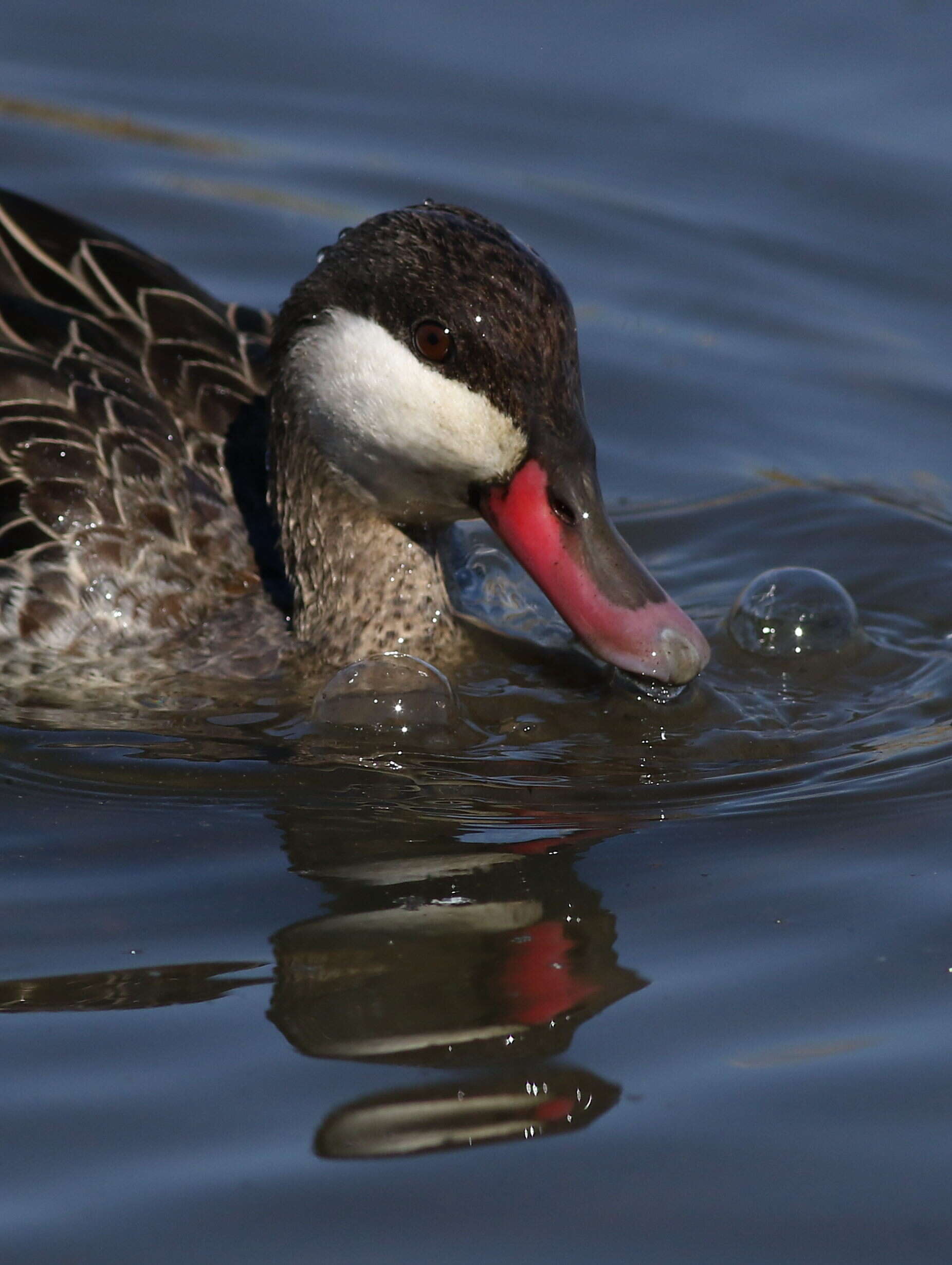 Image of Red-billed Teal