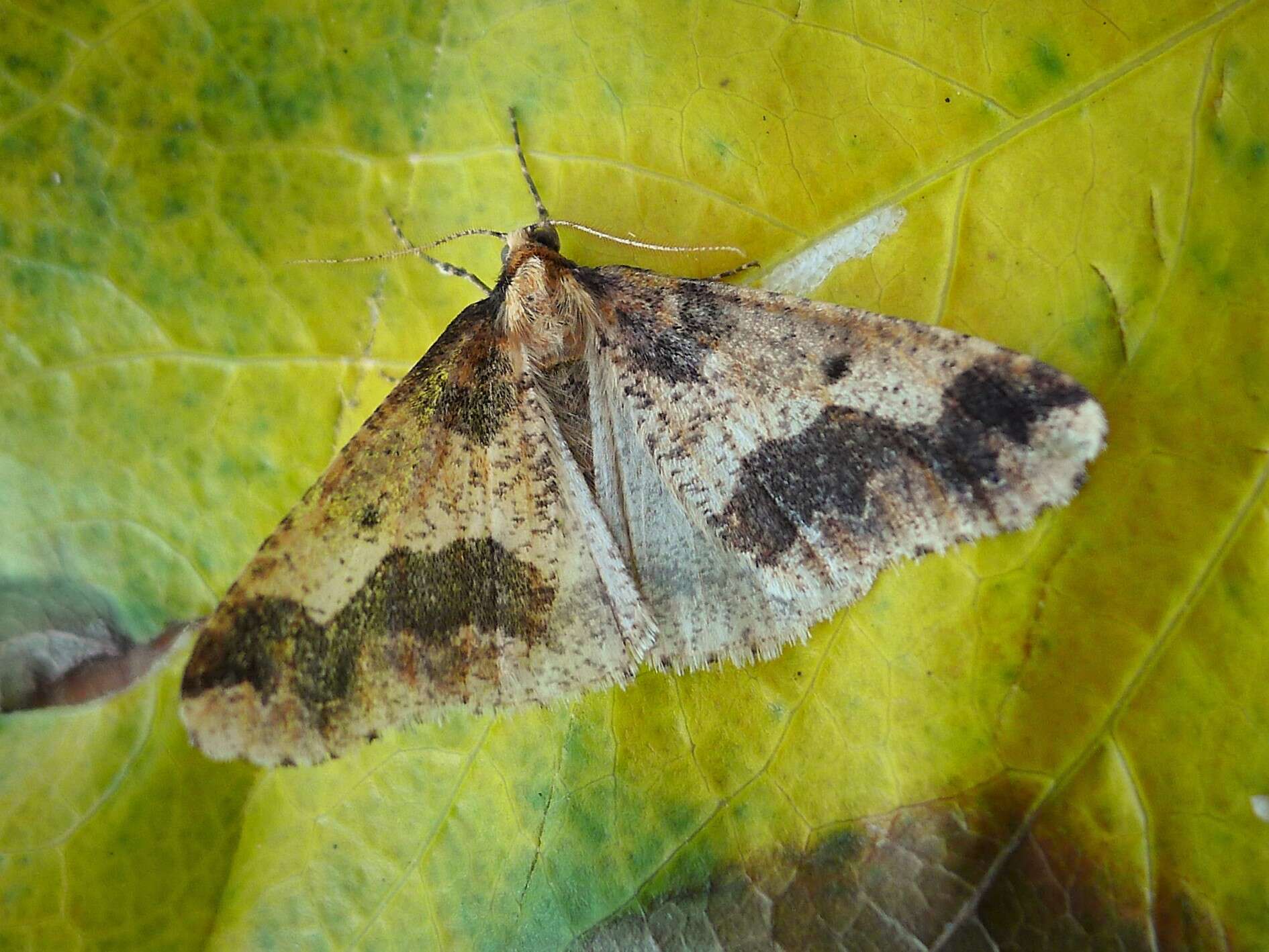 Image of mottled umber