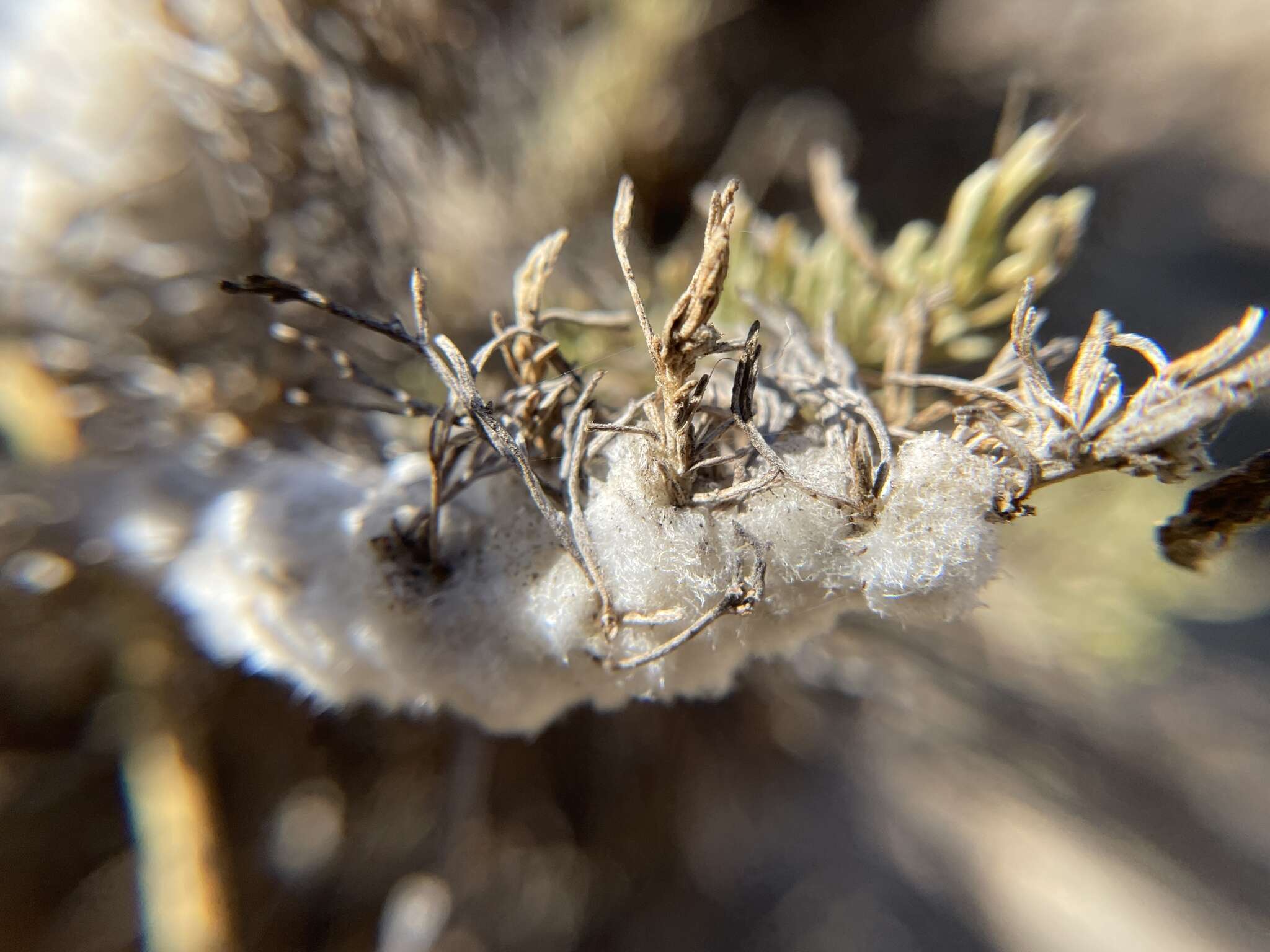 Image of coastal sagebrush