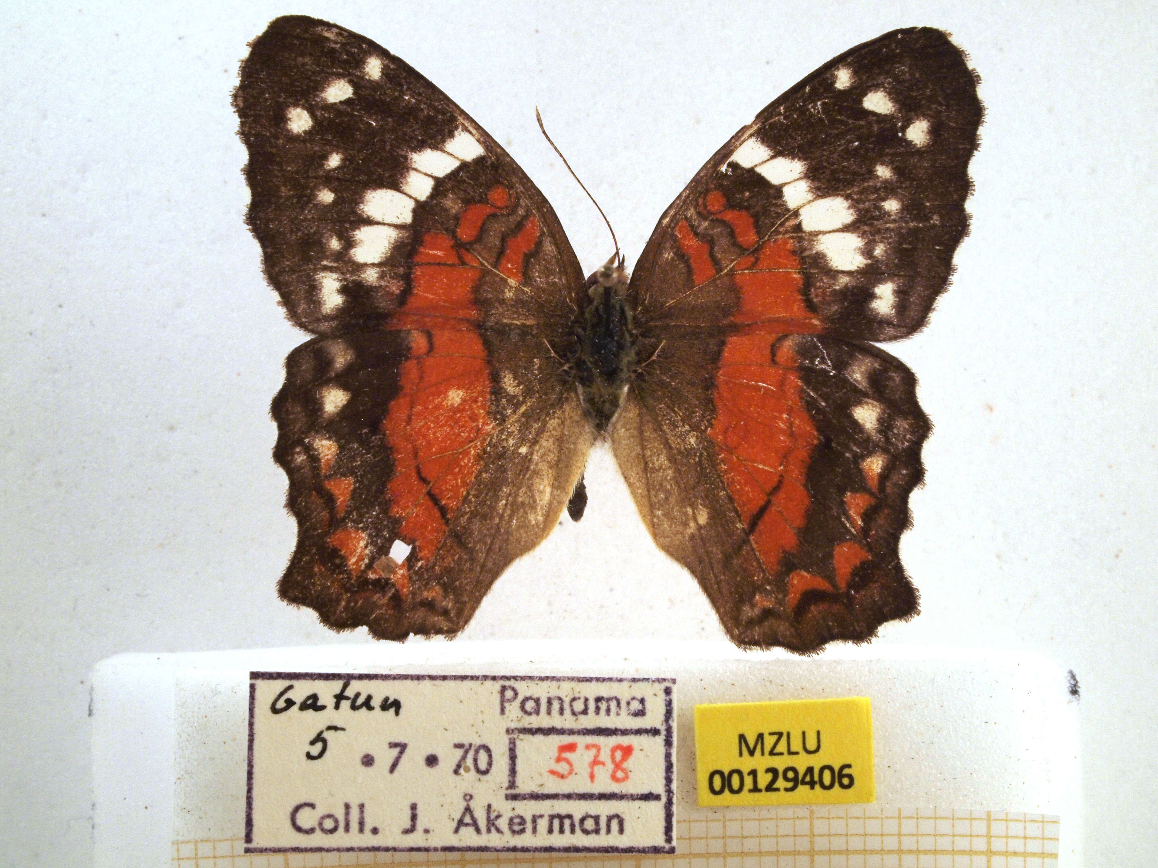 Plancia ëd Anartia amathea Linnaeus 1758