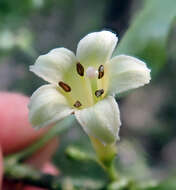 Image of Shrubby honeysuckle