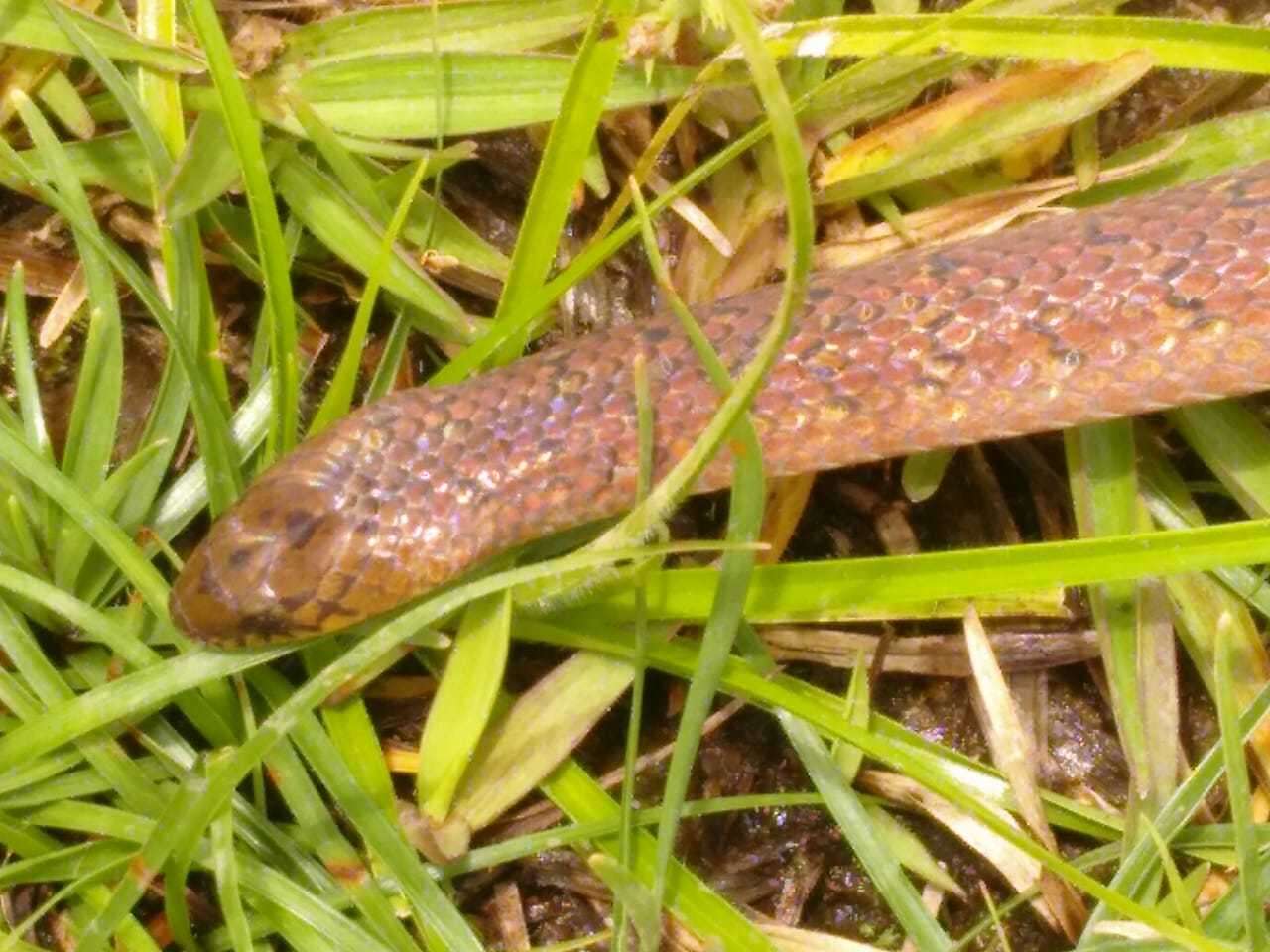 Image of Northern Ground Snake