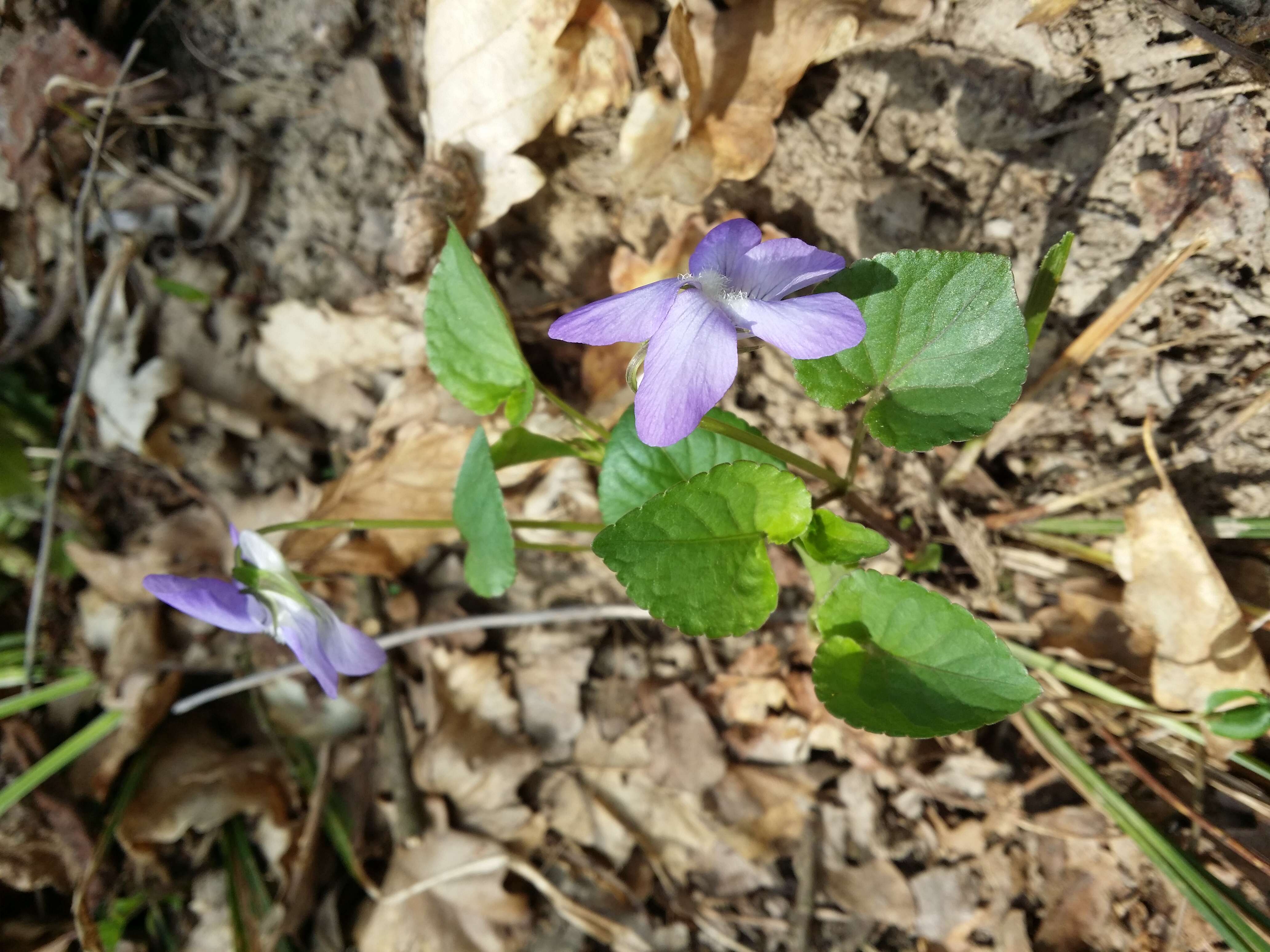 Image of common dog-violet