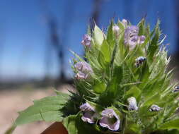 Image de dracocéphale à petite fleur