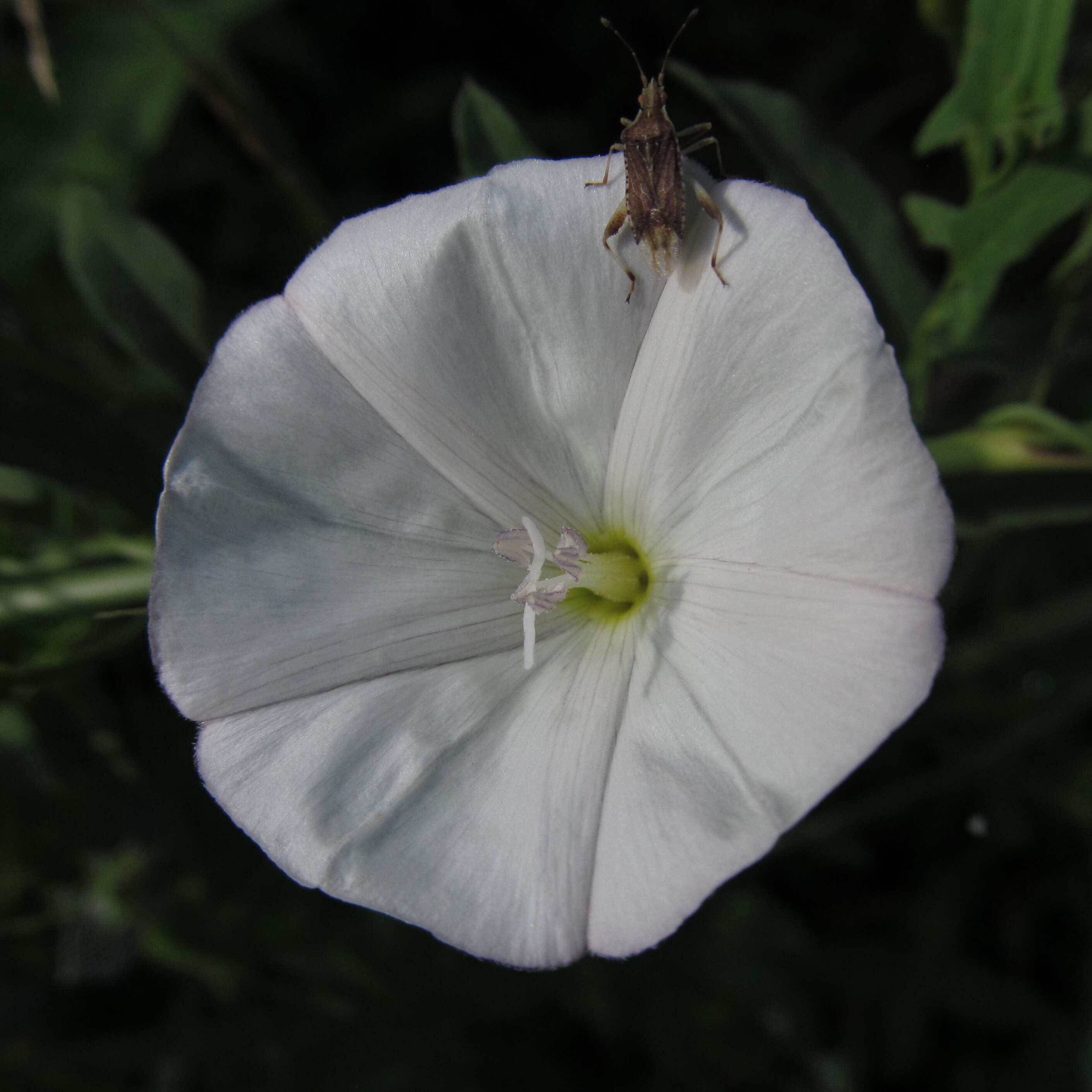 Image of Field Bindweed