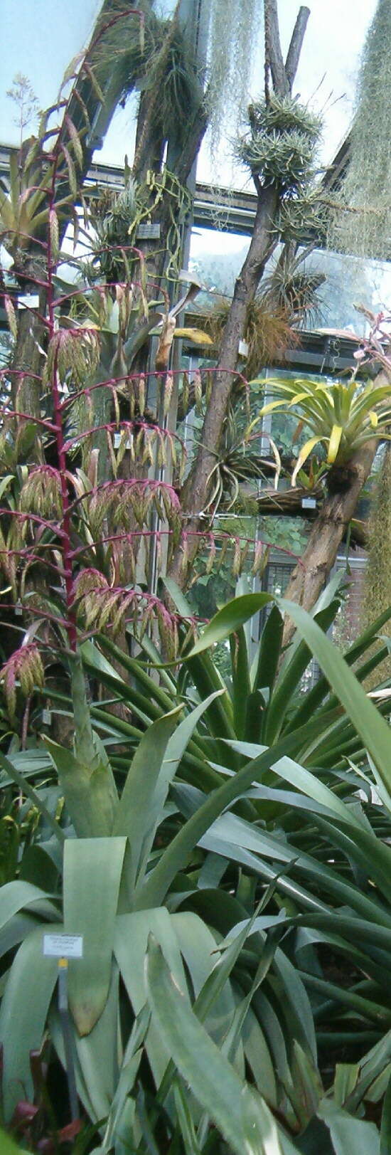 Image of Tillandsia krukoffiana L. B. Sm.