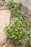 Image of Pimelea sericea R. Br.